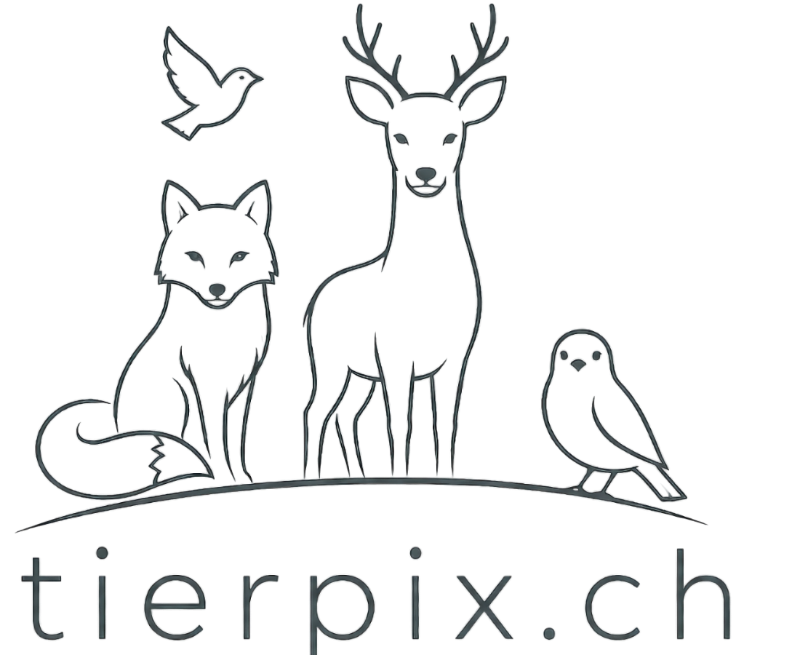 Tier Bilder Drucken lassen